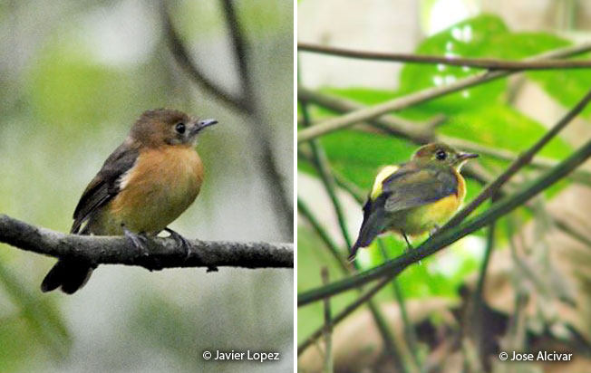 sulphur-rumped_flycatcher