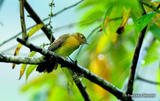 sulphur-rumped_flycatcher