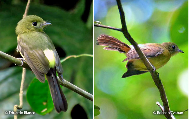 sulphur-rumped_flycatcher