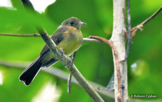sulphur-rumped_flycatcher