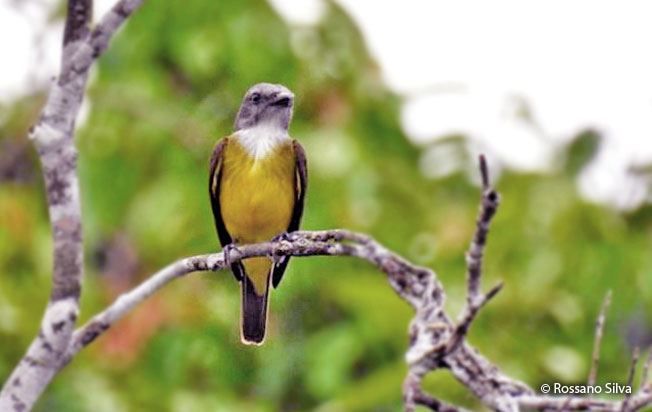 sulphury_flycatcher