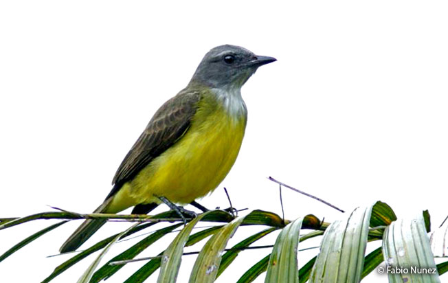 sulphury_flycatcher