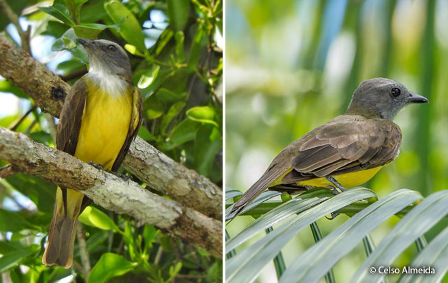 sulphury_flycatcher
