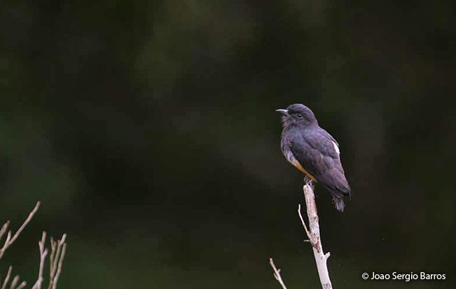 swallow-winged Puffbird 