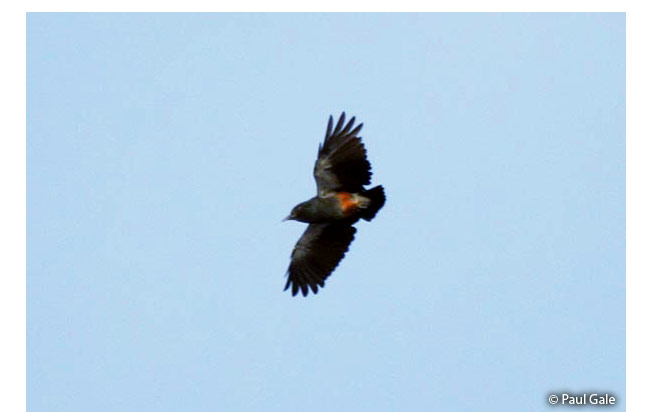 swallow-winged Puffbird 