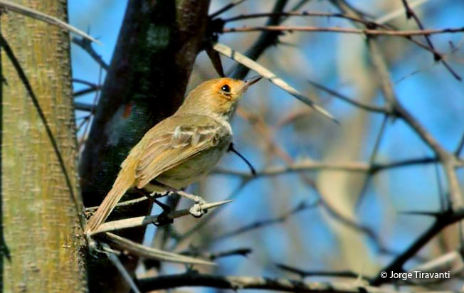 tawny-crowned_pygmy-tyrant
