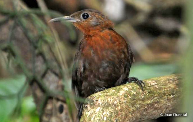 tawny-throated_leaftosser