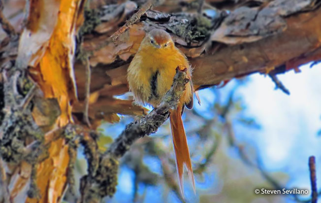 tawny-tit-spinetail