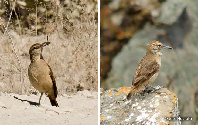thick-billed_miner