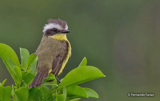 three-striped_flycatcher