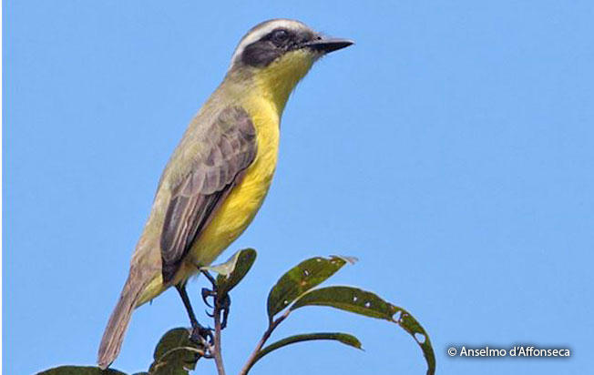 three-striped_flycatcher