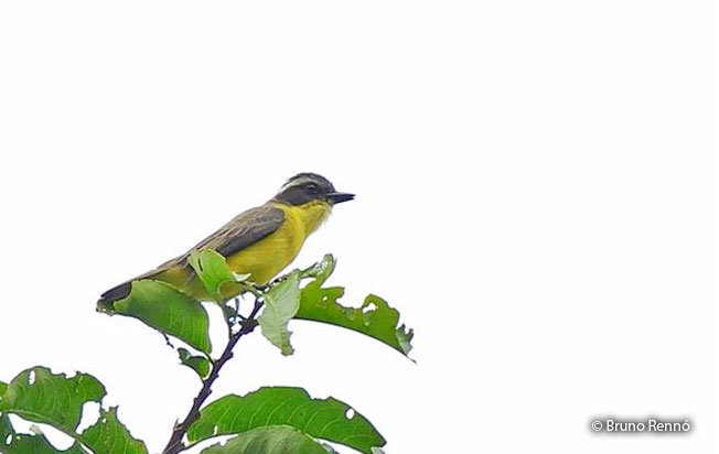 three-striped_flycatcher