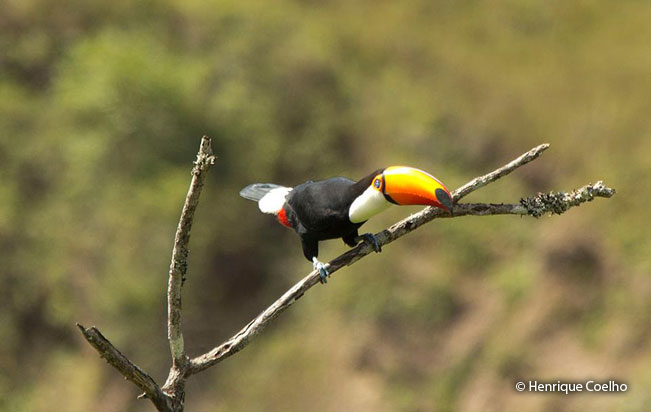 toco_toucan