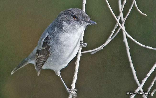 torrent_tyrannulet