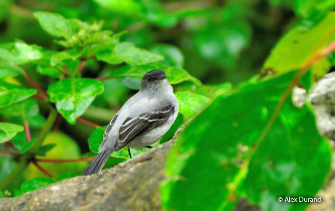 torrent_tyrannulet