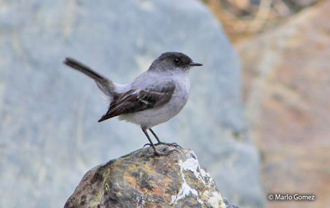 torrent_tyrannulet