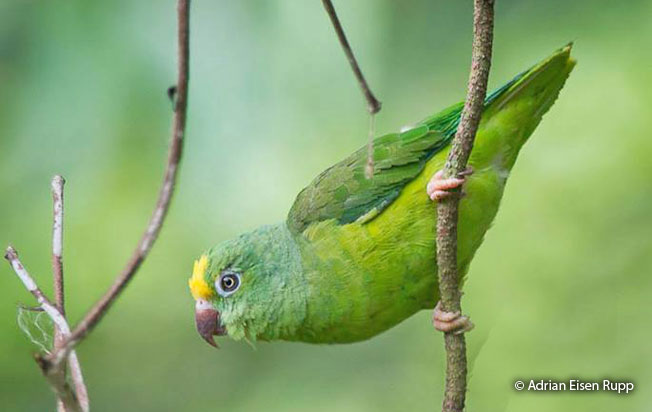 tui-parakeet