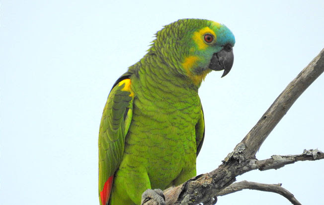 turquoise-fronted_parrot