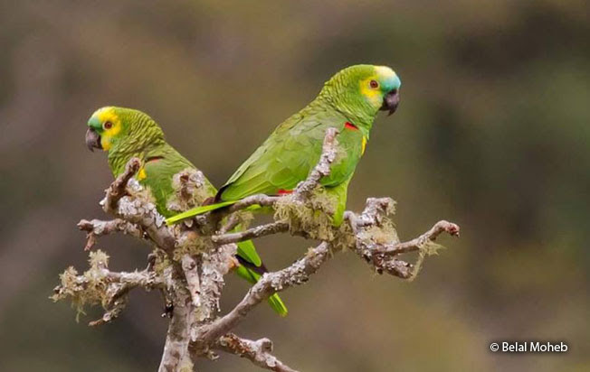 turquoise-fronted_parrot