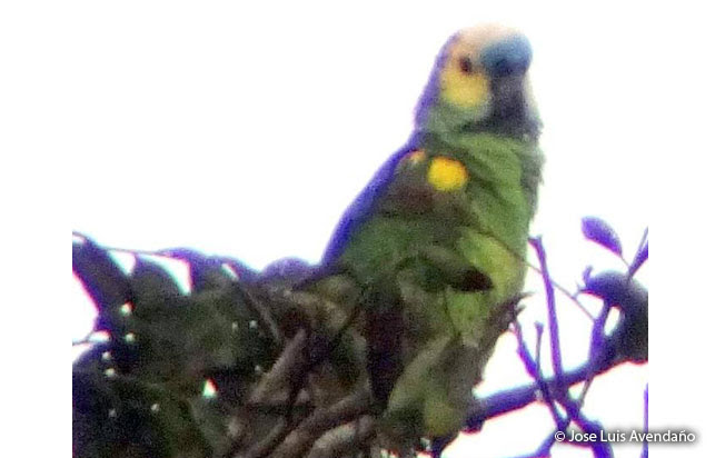 turquoise-fronted_parrot