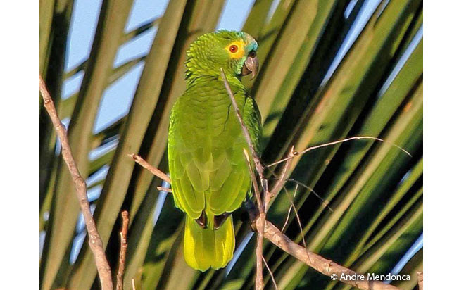 turquoise-fronted_parrot