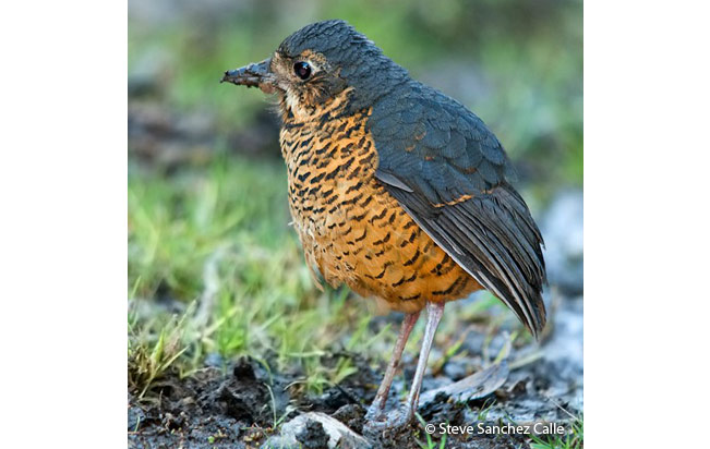 undulated_antpitta