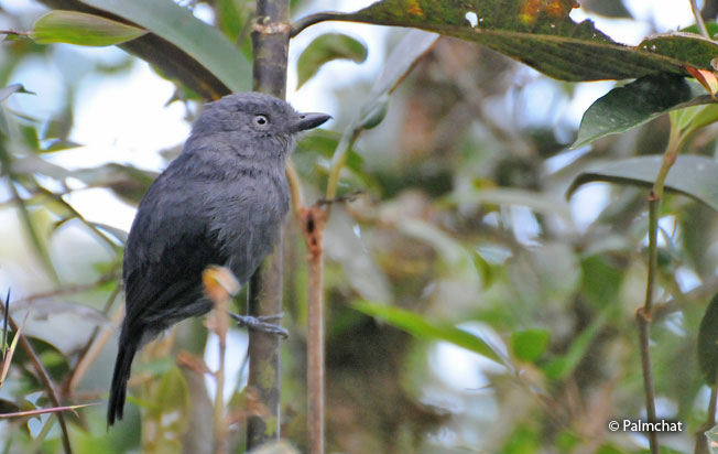 uniform-antshrike