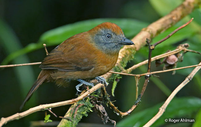 uniform-antshrike