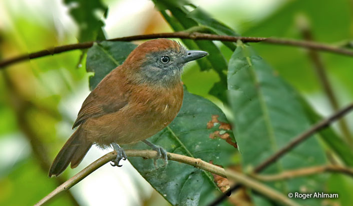 uniform-antshrike