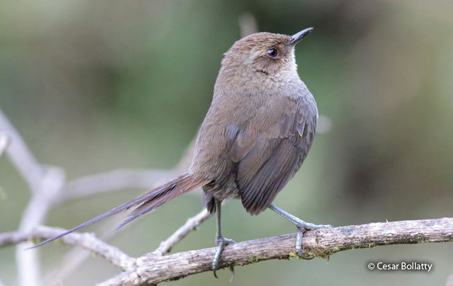 vilcabamba_thistletail