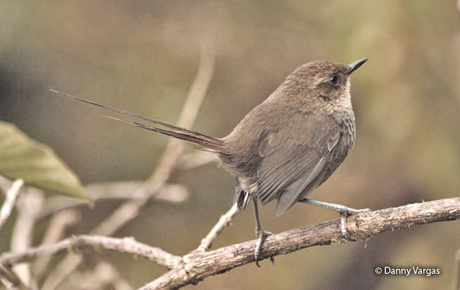 vilcabamba_thistletail