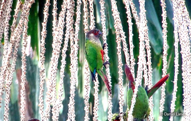 wavy-breasted-parakeet