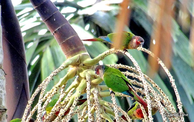 wavy-breasted-parakeet