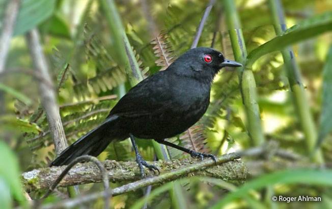 white-backed_fire-eye