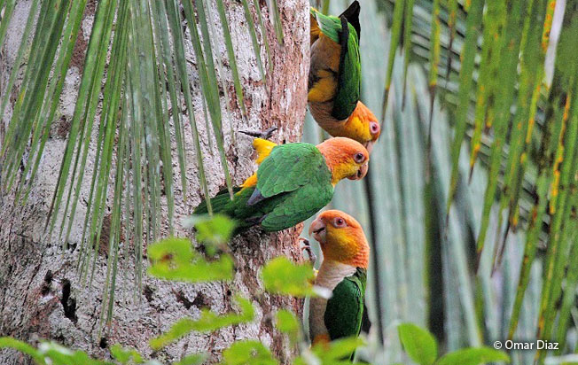 white-bellied-parrot