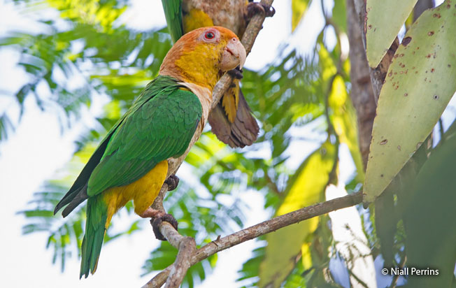 white-bellied-parrot