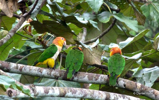 white-bellied-parrot