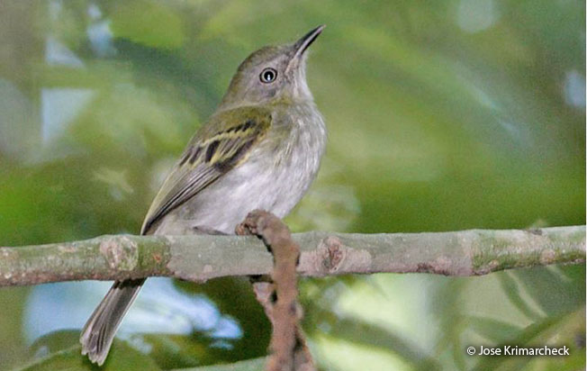 white-bellied_tody-tyrant