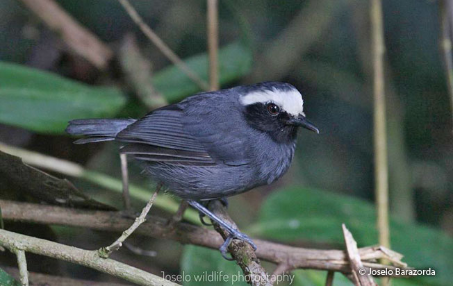 white-browed_antbird