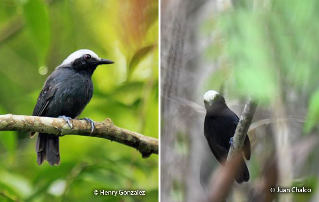 white-browed_antbird
