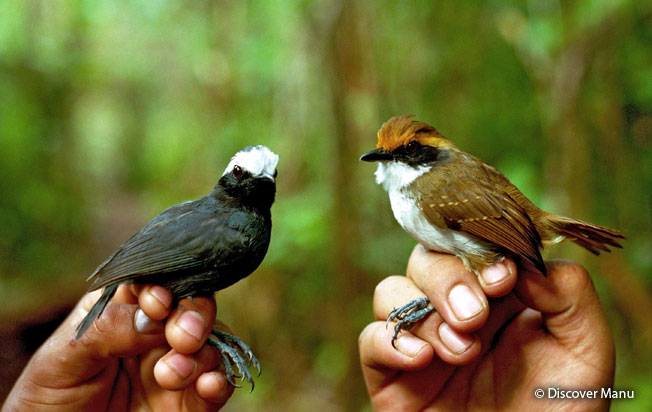 white-browed_antbird