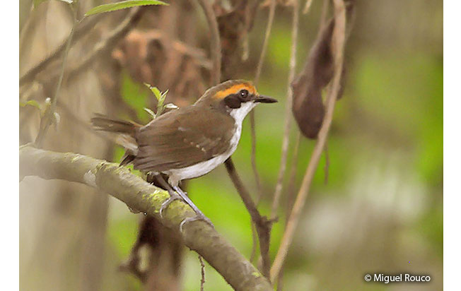 white-browed_antbird