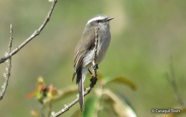 white-browed_chat-tyrant