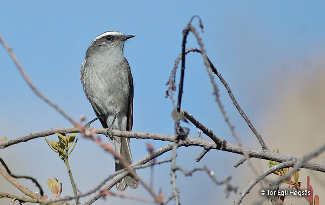 white-browed_chat-tyrant