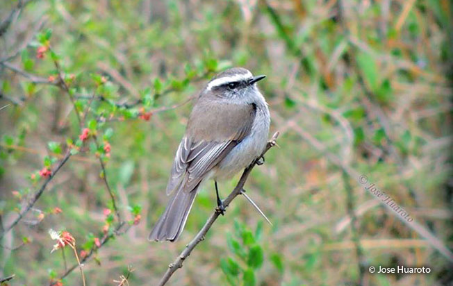 white-browed_chat-tyrant