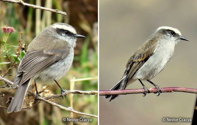 white-browed_chat-tyrant