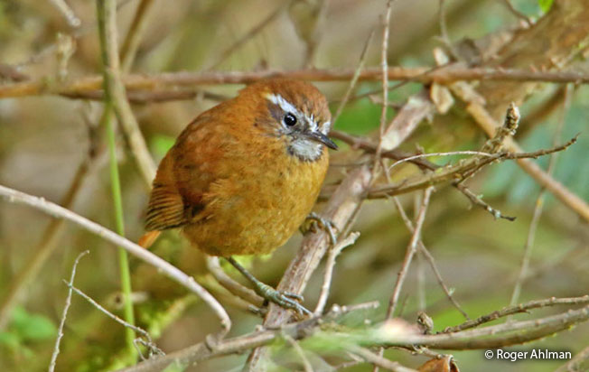 white-browed_spinetail