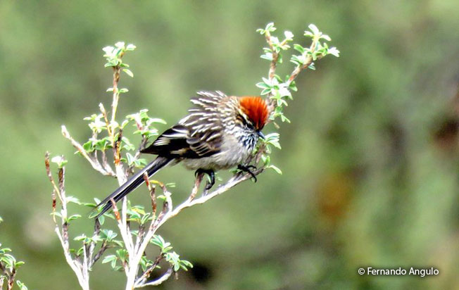 white-browed_tit-spinetail
