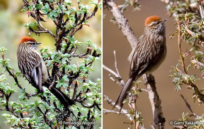 white-browed_tit-spinetail