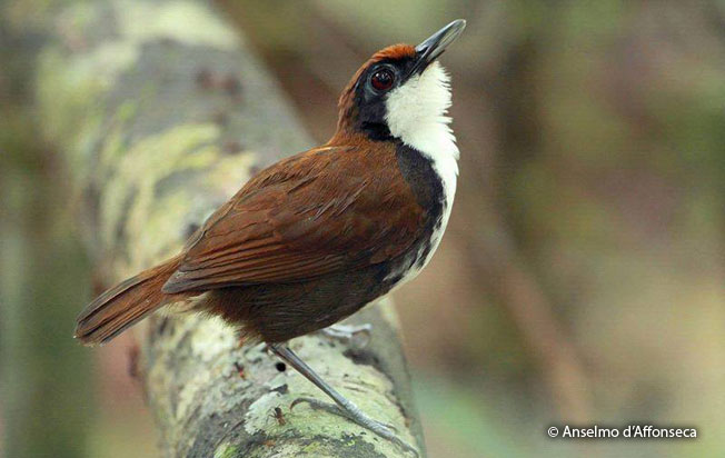 white-cheeked_antbird